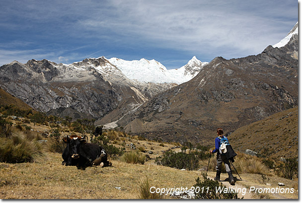 Returning to our campsite from XYZ basecamp, Santa Cruz Trek